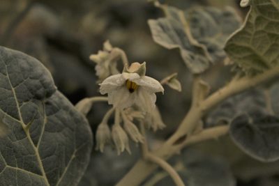 Solanum marginatum, photographed by Andrés Ramírez-Barrera