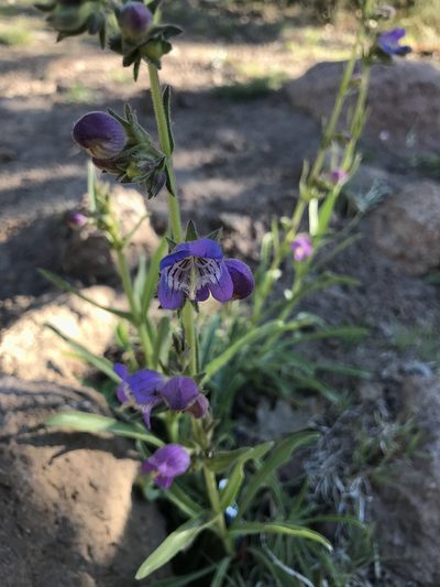 Penstemon ophianthus, photographed by brettaugust