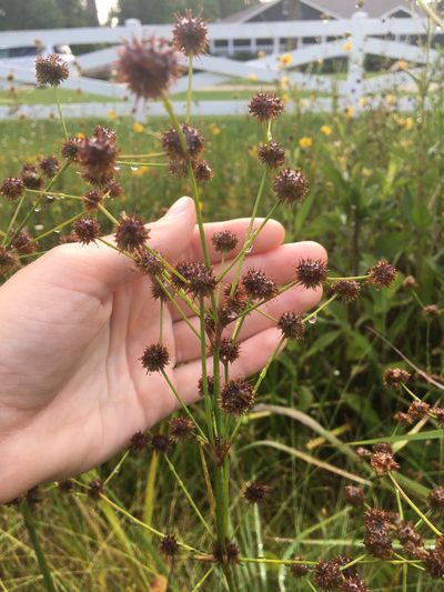 Juncus validus, photographed by Jessica