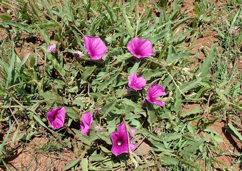 Ipomoea pellita, photographed by Peter Warren