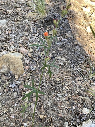 Sphaeralcea rusbyi, photographed by Billy Aguirre