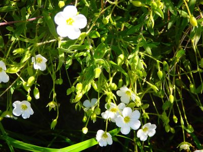 Arenaria montana, photographed by Carminda Santos