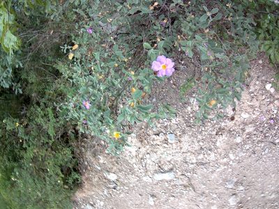 Cistus tauricus, photographed by Михаил Орлов