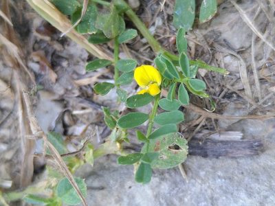 Hippocrepis biflora, photographed by Yves Bas