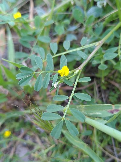 Hippocrepis biflora, photographed by Yves Bas