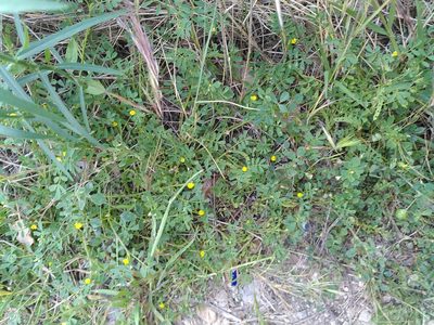 Hippocrepis biflora, photographed by Yves Bas