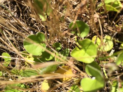 Dichondra donelliana, photographed by MariaCristina Carrillo