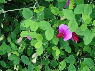 Lathyrus grandiflorus, photographed by Karen Fry