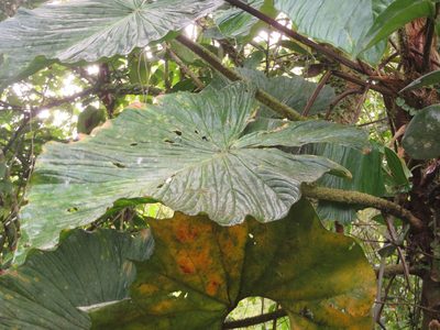 Philodendron gualeanum, photographed by Jens-Christian Svenning