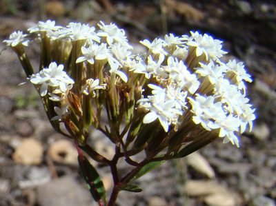 Stevia origanoides, photographed by Eugenio Padilla