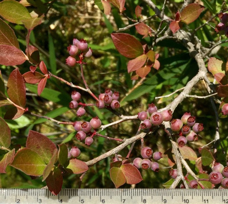 Vaccinium formosum, photographed by Ken Kneidel