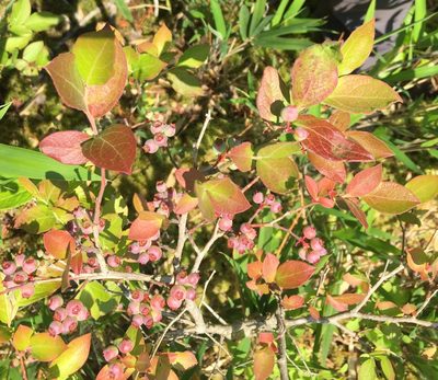Vaccinium formosum, photographed by Ken Kneidel