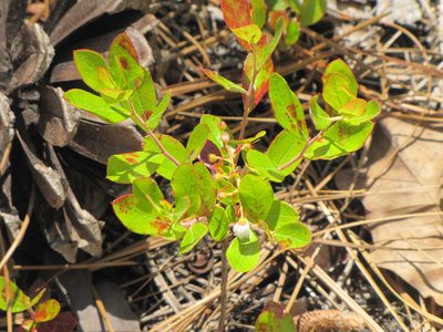 Gaylussacia dumosa, photographed by Ken Kneidel