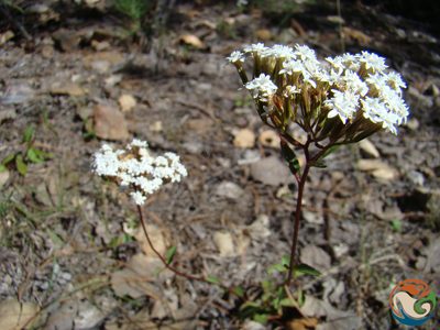 Stevia origanoides, photographed by Eugenio Padilla
