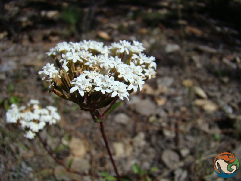 Stevia origanoides, photographed by Eugenio Padilla