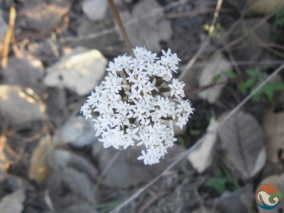 Stevia origanoides, photographed by Eugenio Padilla