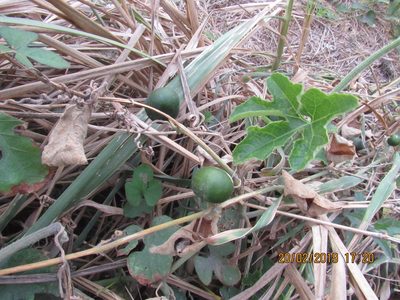 Cayaponia attenuata, photographed by Alexis López Hernández