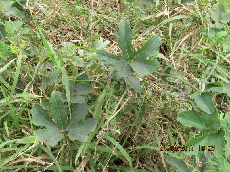 Cayaponia attenuata, photographed by Alexis López Hernández