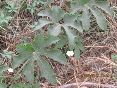 Cayaponia attenuata, photographed by Alexis López Hernández