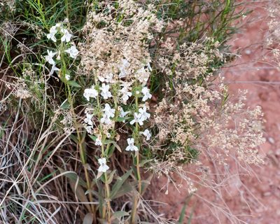 Penstemon albidus, photographed by Meghan Cassidy