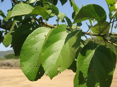 Cordia dentata, photographed by Alexis López Hernández