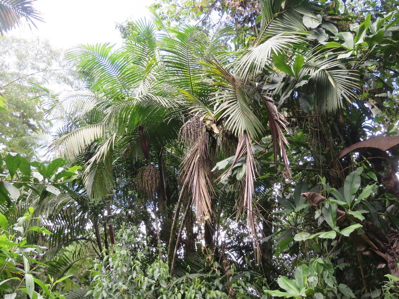 Prestoea acuminata, photographed by Jens-Christian Svenning
