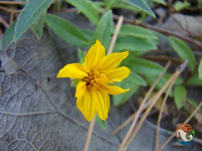 Perymenium buphthalmoides, photographed by Eugenio Padilla