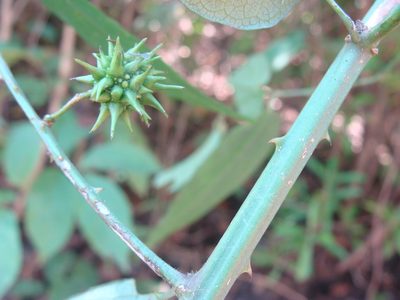 Ayenia cordata, photographed by Alexis López Hernández