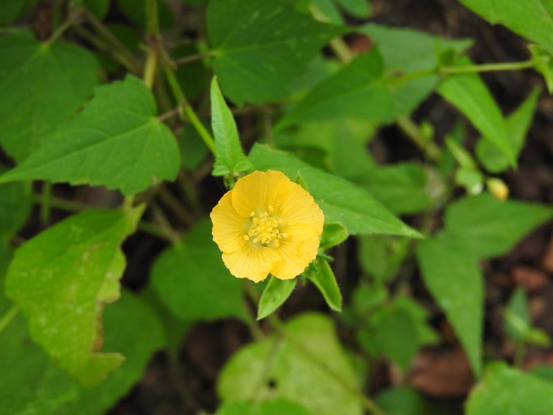 Anoda lanceolata, photographed by Alexis López Hernández
