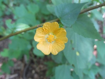 Anoda lanceolata, photographed by Alexis López Hernández