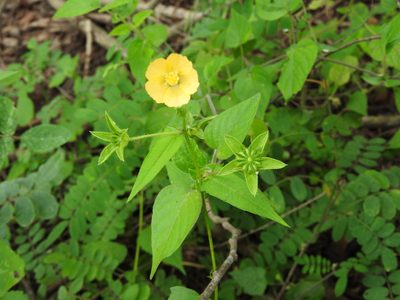 Anoda lanceolata, photographed by Alexis López Hernández