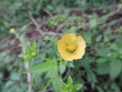 Anoda lanceolata, photographed by Alexis López Hernández