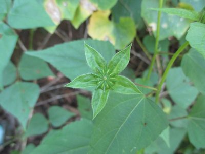 Anoda lanceolata, photographed by Alexis López Hernández