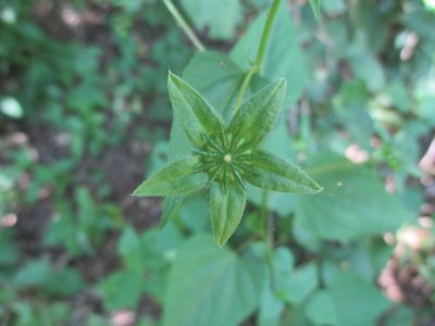 Anoda lanceolata, photographed by Alexis López Hernández