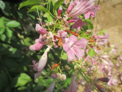 Fridericia floribunda, photographed by Alexis López Hernández