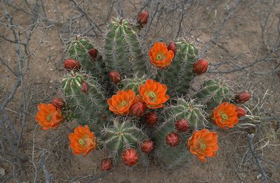 Echinocereus gurneyi, photographed by Ad Konings