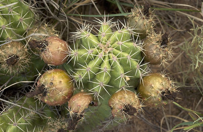 Echinocereus gurneyi, photographed by Ad Konings