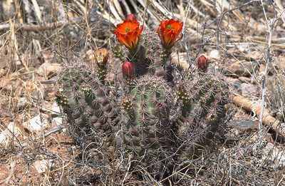 Echinocereus gurneyi, photographed by Ad Konings