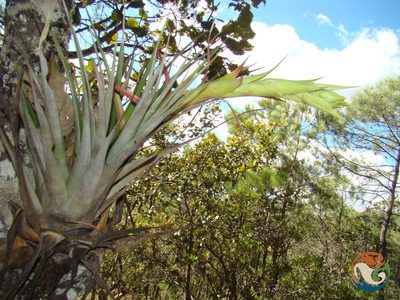 Tillandsia prodigiosa, photographed by Eugenio Padilla