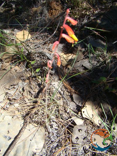 Castilleja tenuifolia, photographed by Eugenio Padilla