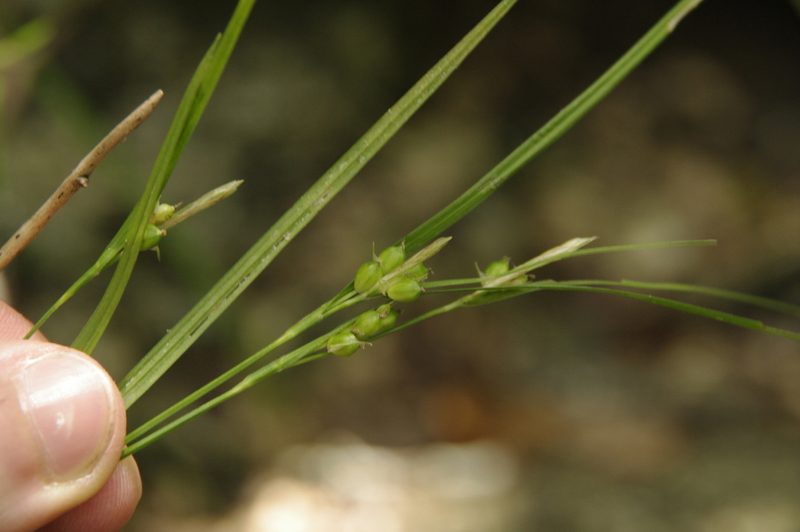 Carex bulbostylis, photographed by Eric Knight