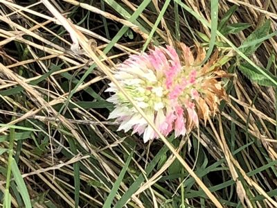 Trifolium vessiculosum, photographed by Sue Ann Kendall