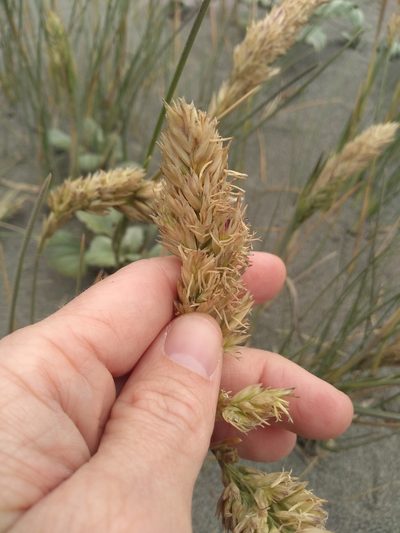 Poa macrantha, photographed by Mandy Hackney