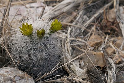 Echinocereus canus, photographed by Ad Konings