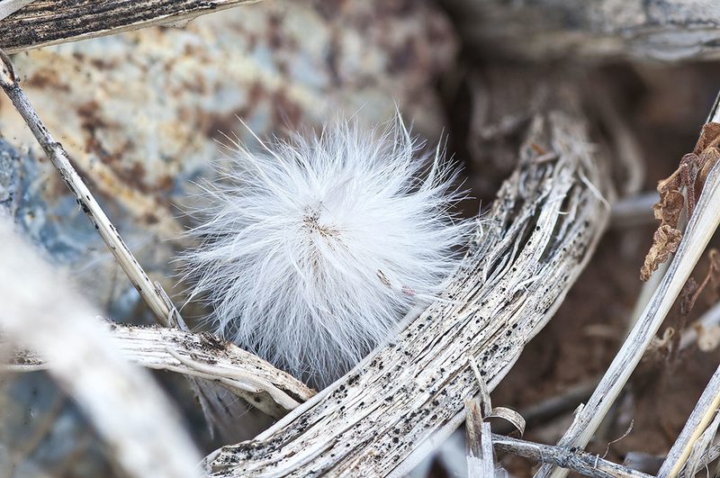 Echinocereus canus, photographed by Ad Konings