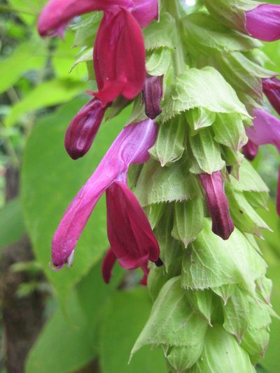 Salvia gravida, photographed by Arturo Castro Castro