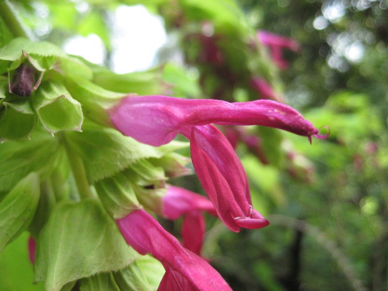Salvia gravida, photographed by Arturo Castro Castro