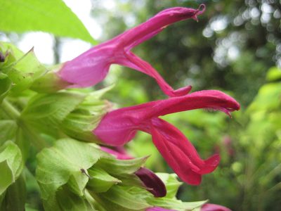 Salvia gravida, photographed by Arturo Castro Castro