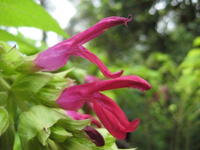 Salvia gravida, photographed by Arturo Castro Castro