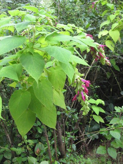 Salvia gravida, photographed by Arturo Castro Castro
